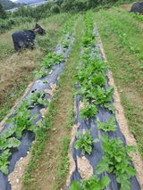 팜모닝 기타작물·영농일지 게시글 이미지