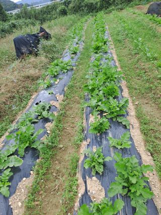 손정식님의 기타작물 · 영농일지 작성글 사진