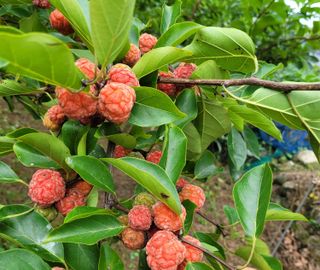 배롱나무님의 기타작물 · 영농일지 작성글 사진