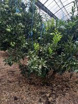 팜모닝 기타작물·영농일지 게시글 이미지