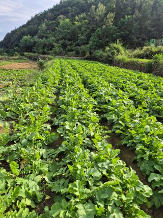 초보농사꾼님의 기타작물 · 영농일지 작성글 사진