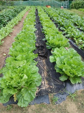 백봉수님의 기타작물 · 영농일지 작성글 사진