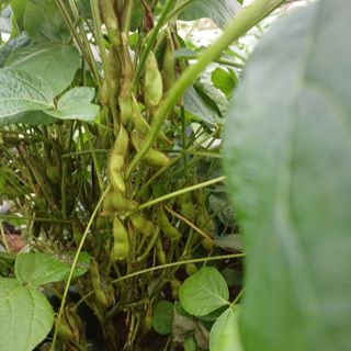 김진영님의 배추 · 영농일지 작성글 사진