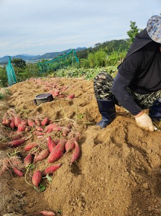 토마토21409님의 기타작물 · 영농일지 작성글 사진