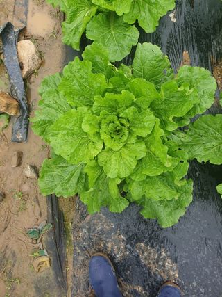 양파12861님의 배추 · 영농일지 작성글 사진