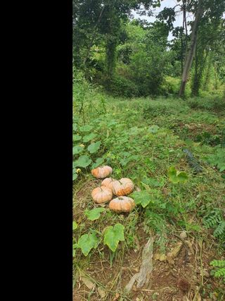 콩14766님의 호박 · 영농일지 작성글 사진