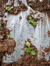 팜모닝 기타작물·영농일지 게시글 이미지