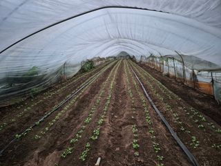 초보농사꾼님의 파 · 영농일지 작성글 사진