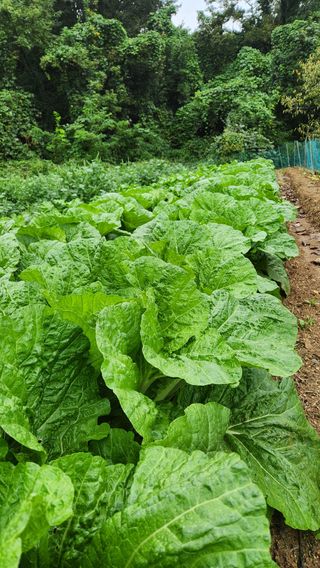 현길01021982님의 배추 · 영농일지 작성글 사진