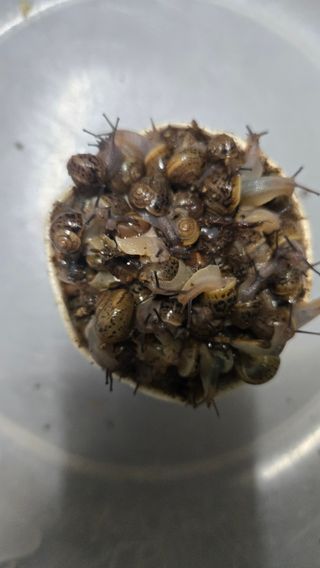 최종호님의 배추 · 영농일지 작성글 사진