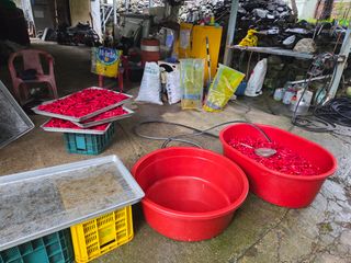 윤자용11대임후회장님의 고추 · 영농일지 작성글 사진