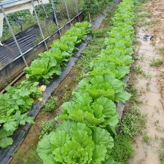 김진영님의 배추 · 영농일지 작성글 사진