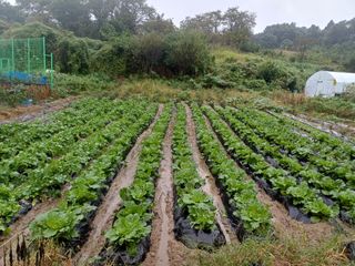 김진현님의 배추 · 영농일지 작성글 사진
