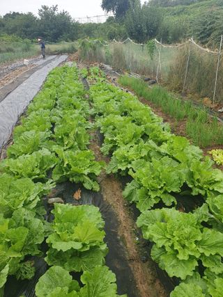 양파12861님의 배추 · 영농일지 작성글 사진