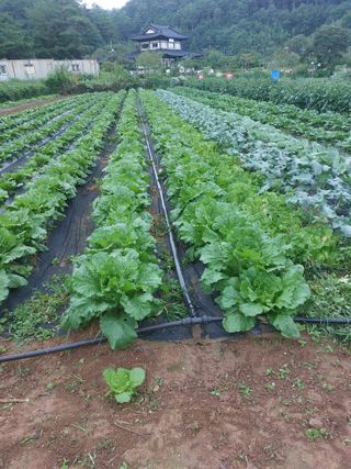정연국님의 배추 · 영농일지 작성글 사진