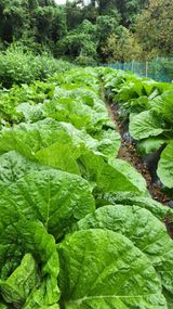 팜모닝 배추·영농일지 게시글 이미지