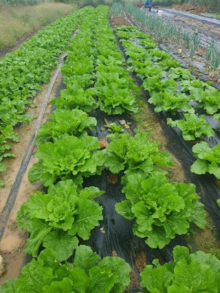 양파12861님의 배추 · 영농일지 작성글 사진