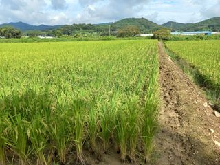 포도7969님의 벼 · 영농일지 작성글 사진
