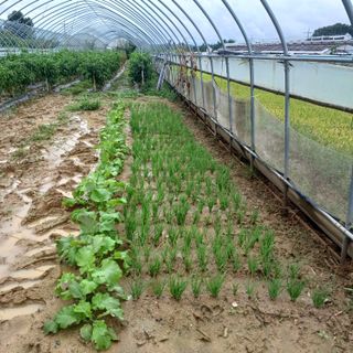 김진영님의 배추 · 영농일지 작성글 사진