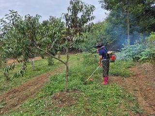 김영진님의 감 · 영농일지 작성글 사진