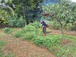 김영진님의 감 · 영농일지 작성글 사진