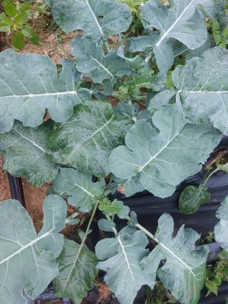 정연국님의 배추 · 영농일지 작성글 사진