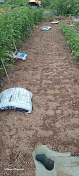 팜모닝 마늘·영농일지 게시글 이미지