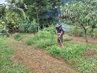 김영진님의 감 · 영농일지 작성글 사진
