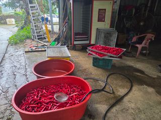 윤자용11대임후회장님의 고추 · 영농일지 작성글 사진