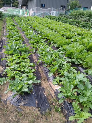 백봉수님의 기타작물 · 영농일지 작성글 사진