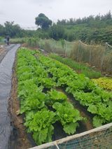 팜모닝 배추·영농일지 게시글 이미지