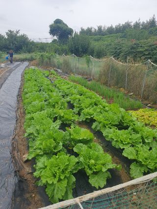 양파12861님의 배추 · 영농일지 작성글 사진