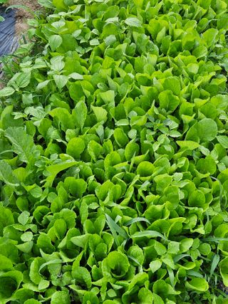 김해열님의 기타작물 · 영농일지 작성글 사진