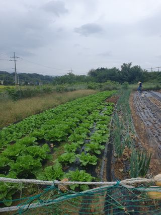 양파12861님의 배추 · 영농일지 작성글 사진