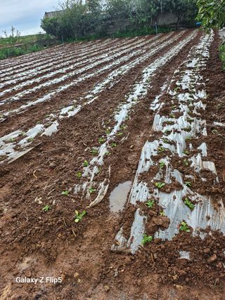 유병규님의 기타작물 · 영농일지 작성글 사진