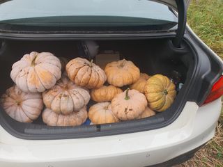 콩14766님의 호박 · 영농일지 작성글 사진