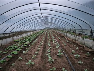 초보농사꾼님의 파 · 영농일지 작성글 사진