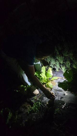 최종호님의 배추 · 영농일지 작성글 사진