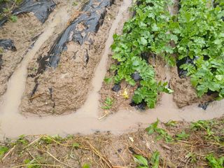 김진현님의 배추 · 영농일지 작성글 사진