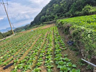 초보농사꾼님의 기타작물 · 영농일지 작성글 사진