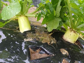 김진현님의 배추 · 영농일지 작성글 사진