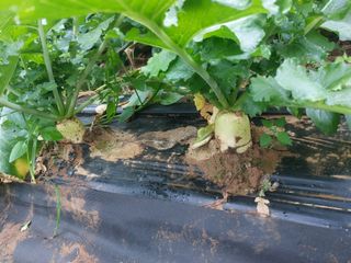 정연국님의 배추 · 영농일지 작성글 사진