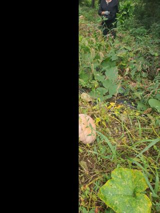 콩14766님의 호박 · 영농일지 작성글 사진