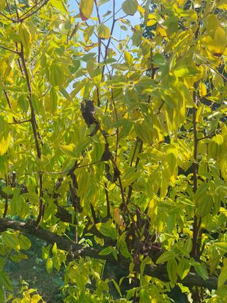 최은자님의 기타작물 · 영농일지 작성글 사진