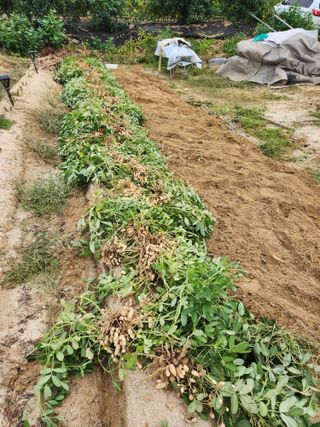 토마토21409님의 기타작물 · 영농일지 작성글 사진