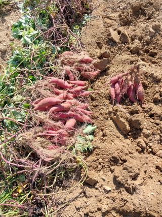 상추20832님의 고구마 · 영농일지 작성글 사진