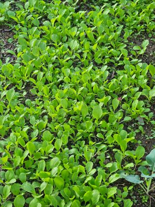 김해열님의 기타작물 · 영농일지 작성글 사진