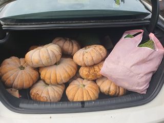 콩14766님의 호박 · 영농일지 작성글 사진