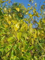 팜모닝 기타작물·영농일지 게시글 이미지