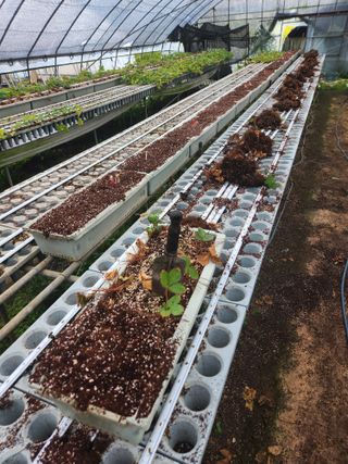 상월딸기 박명근님의 딸기 · 영농일지 작성글 사진